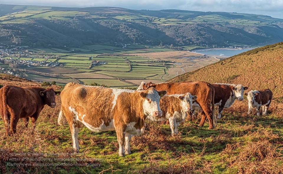 Cattle grazing with coastal views