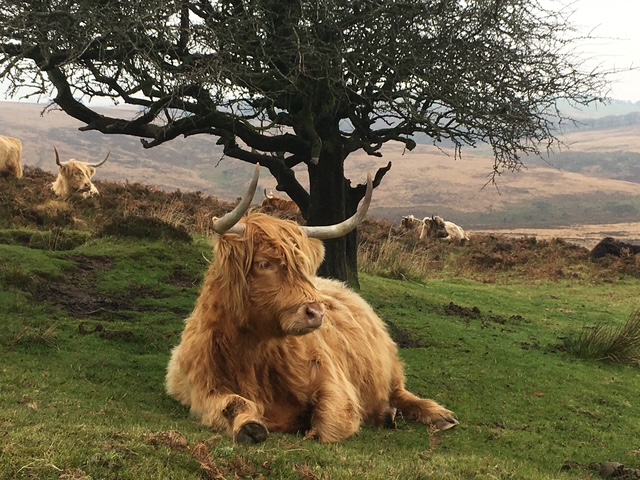 Livestock grazing on Exmoor